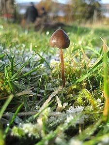 a solitary mushroom