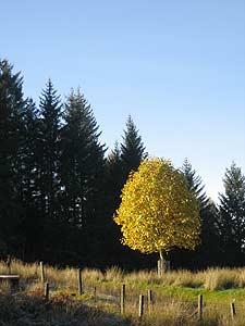 a specimen tree