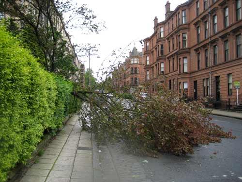 half a fallen tree