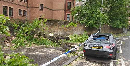 Lexus crushed by tree